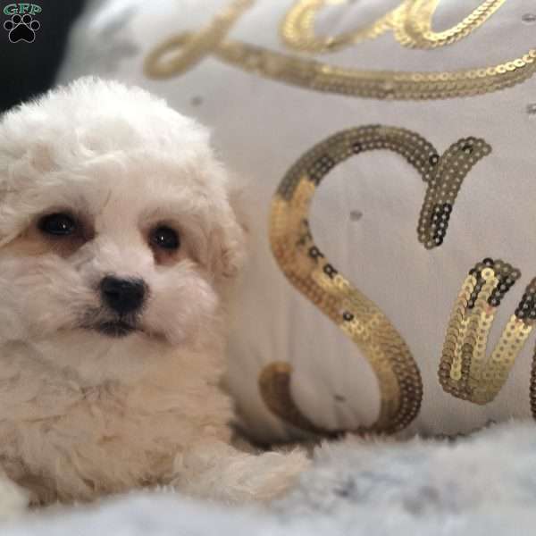 Snowy Renee, Bichon Frise Puppy